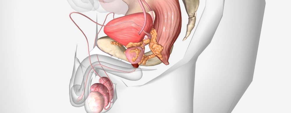 anatomia do penis